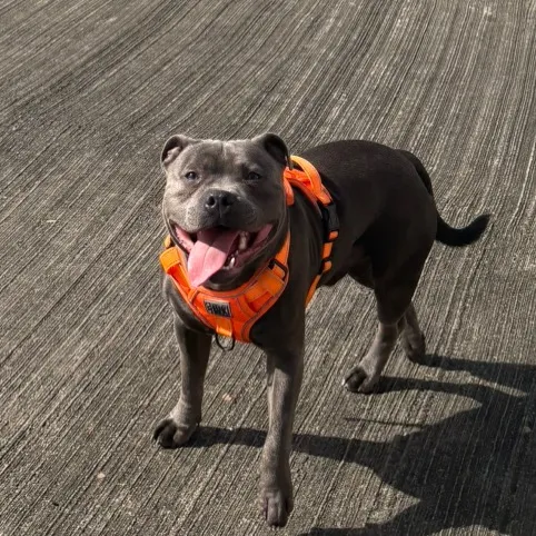 shadowlestaffy