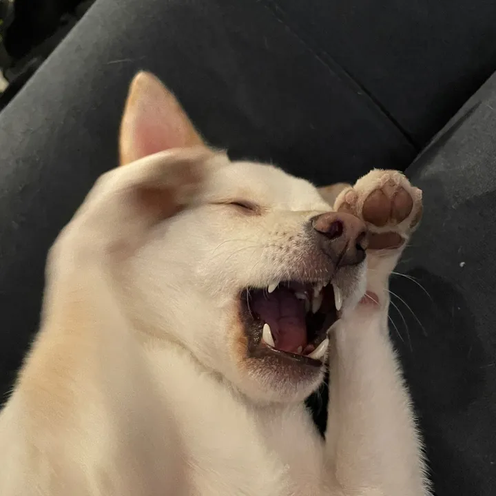 da_shibz
