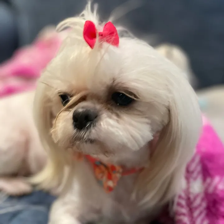 @donna__twilightshihzhu