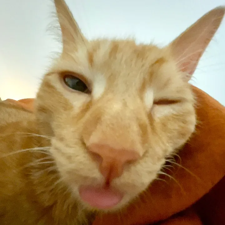 garfielfjr