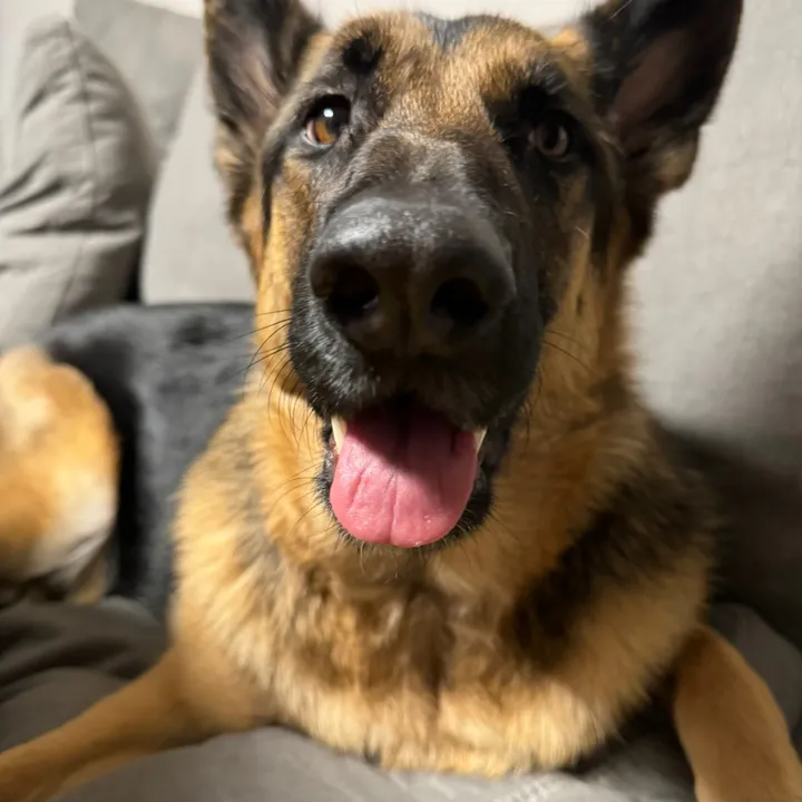 pawfect.finds4