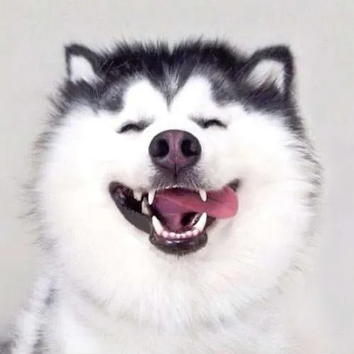 petpro69