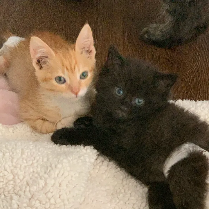 diaperduo