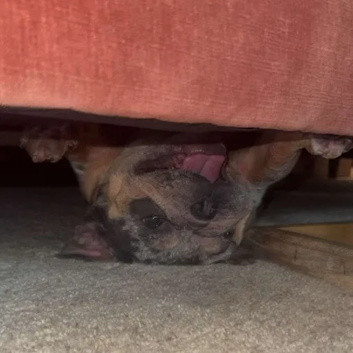 @monalisathefrenchiebull