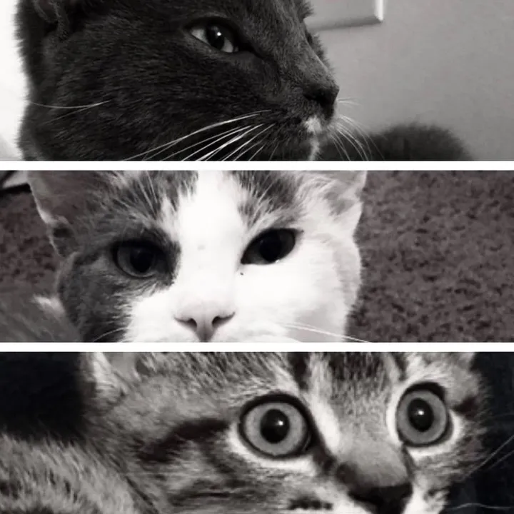 tripawdtrio