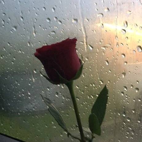 🤍🥀 - Saiyaraa...