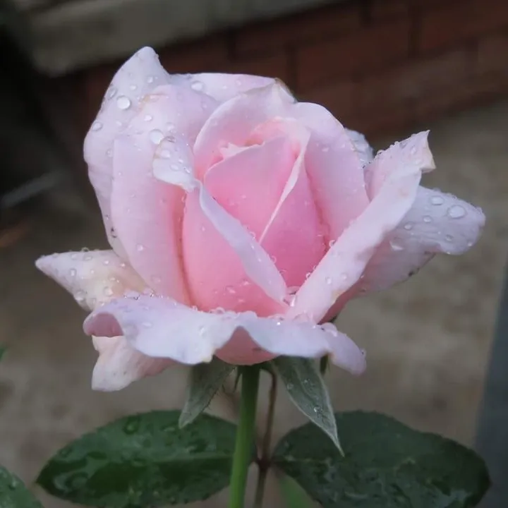 rosyarch1ve