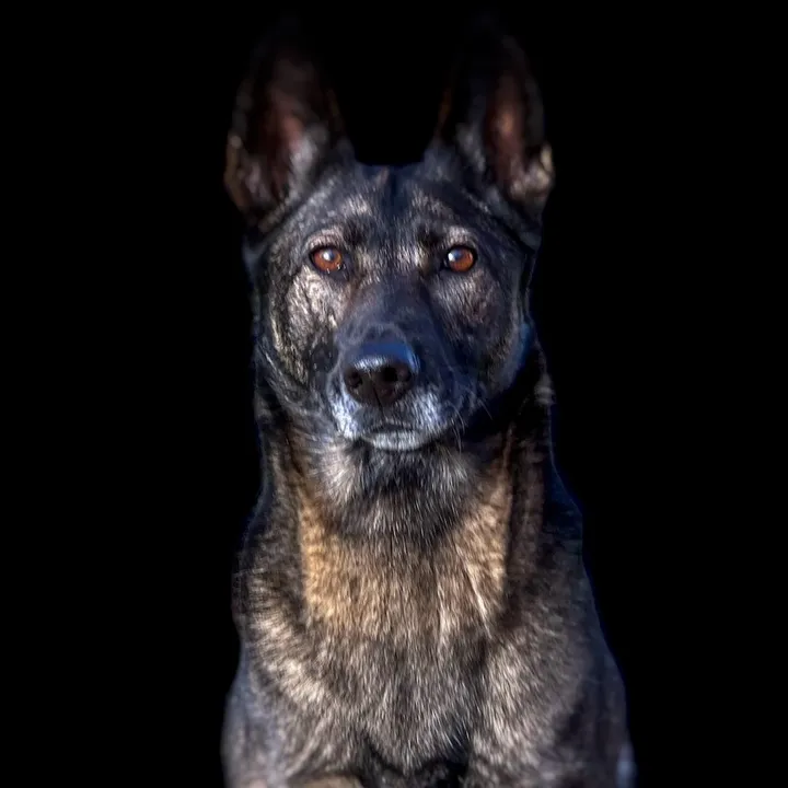 k9_dina