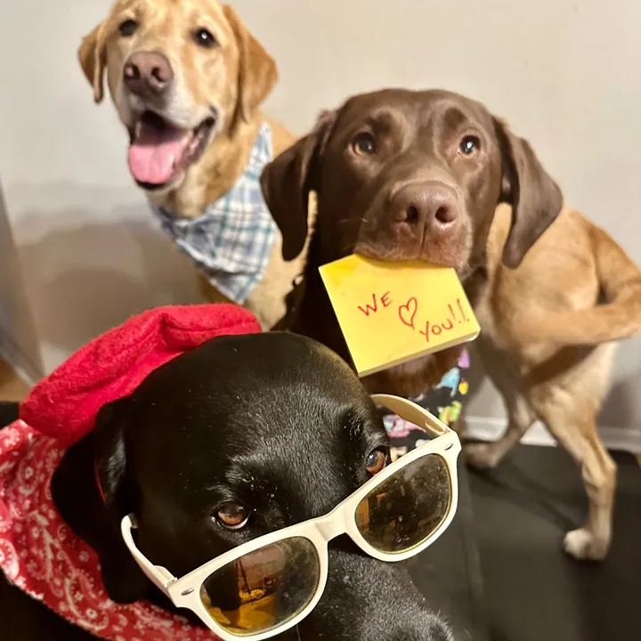 @cool.dog.skool