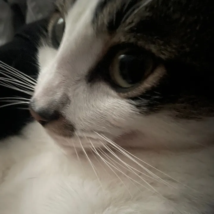 sleepycatwithmusic