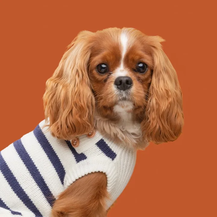 teddy.the.cav