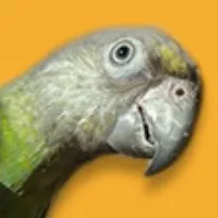 @learnparrots