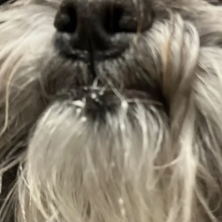 Zoey (@zoeypooks) - Urlebird