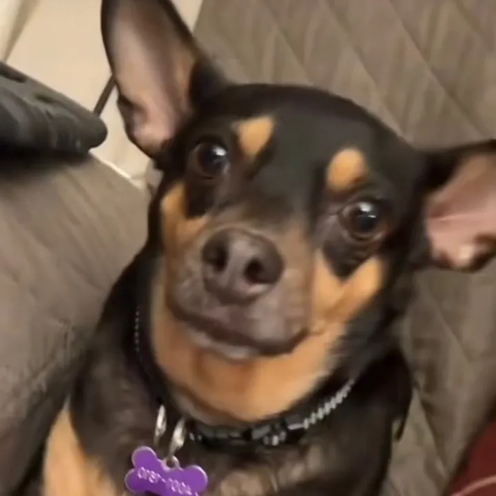 lunita.cachorrita