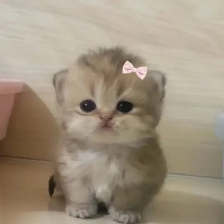 anelya_tii