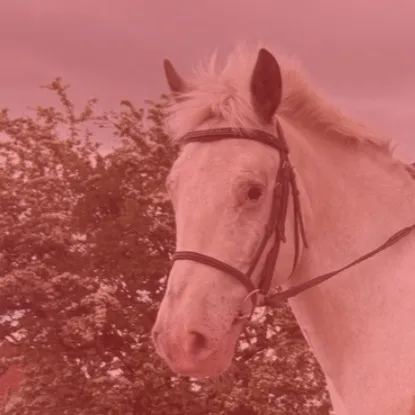 @lottievlogs_horses