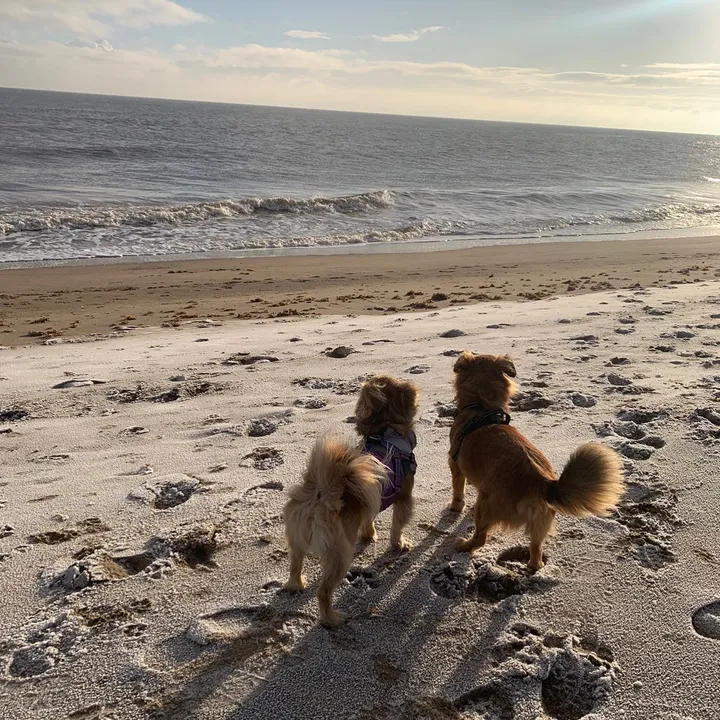 bonnie_and_dixie