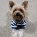 @blacky_the_yorkie @blacky_the_yorkie
