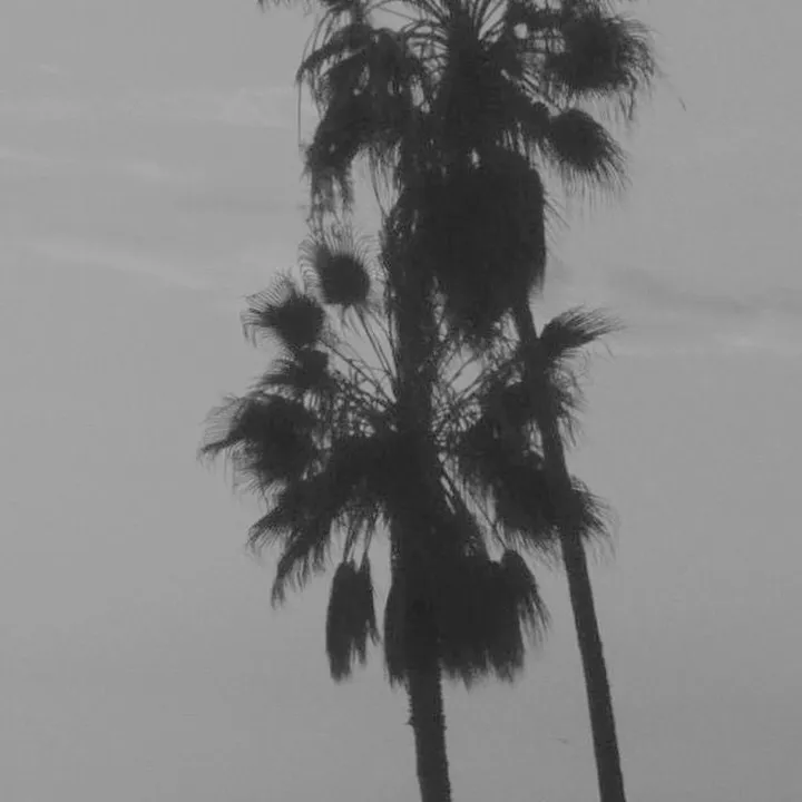 secret23palm