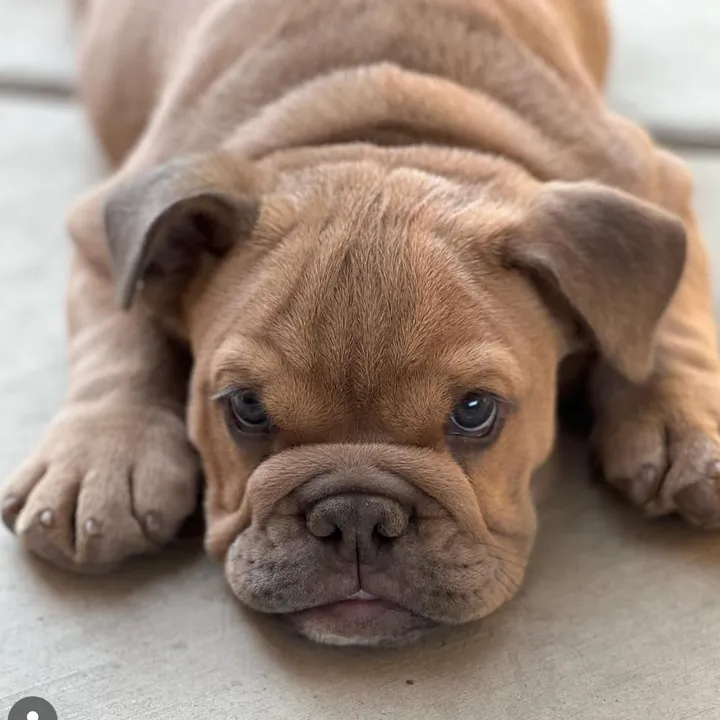 maravilla_bulldogz