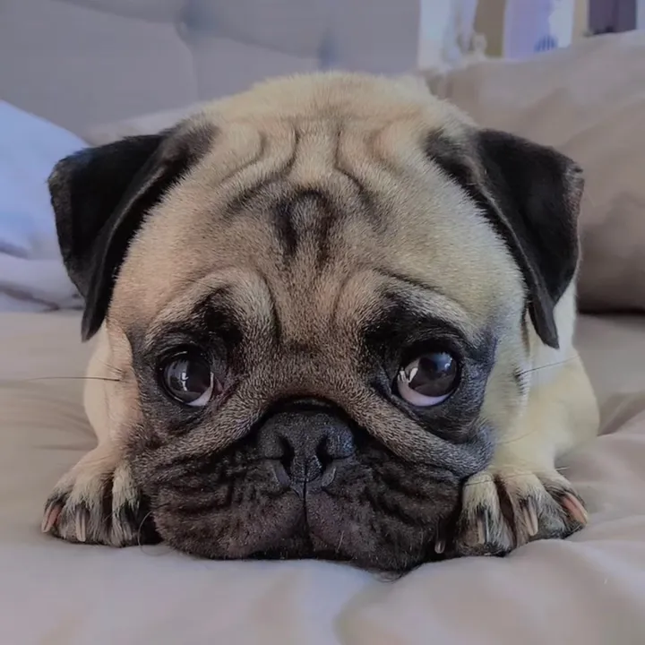 moka_lapug