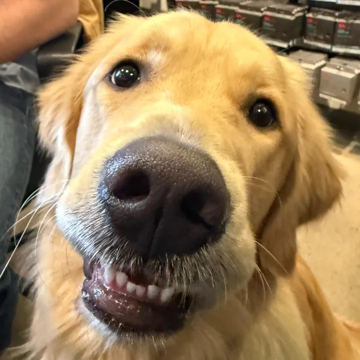 @goldy.boy.beau