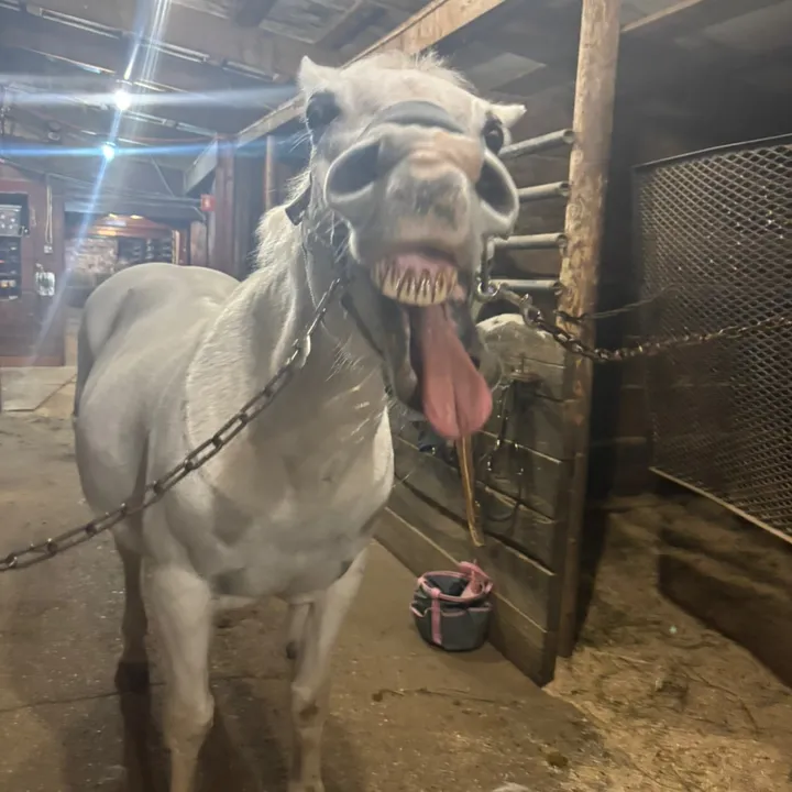 keirahorses47