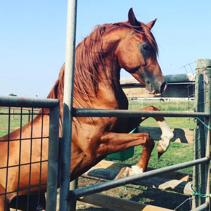 boardmanarabianhorses