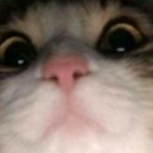 =^._.^= ∫ - suara asli