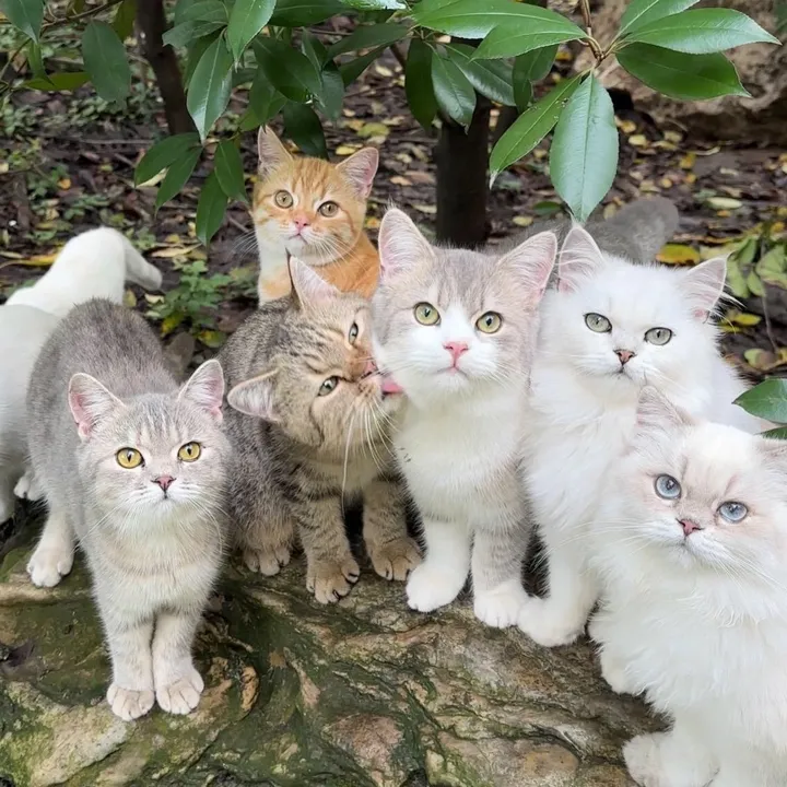 cute_kitten770