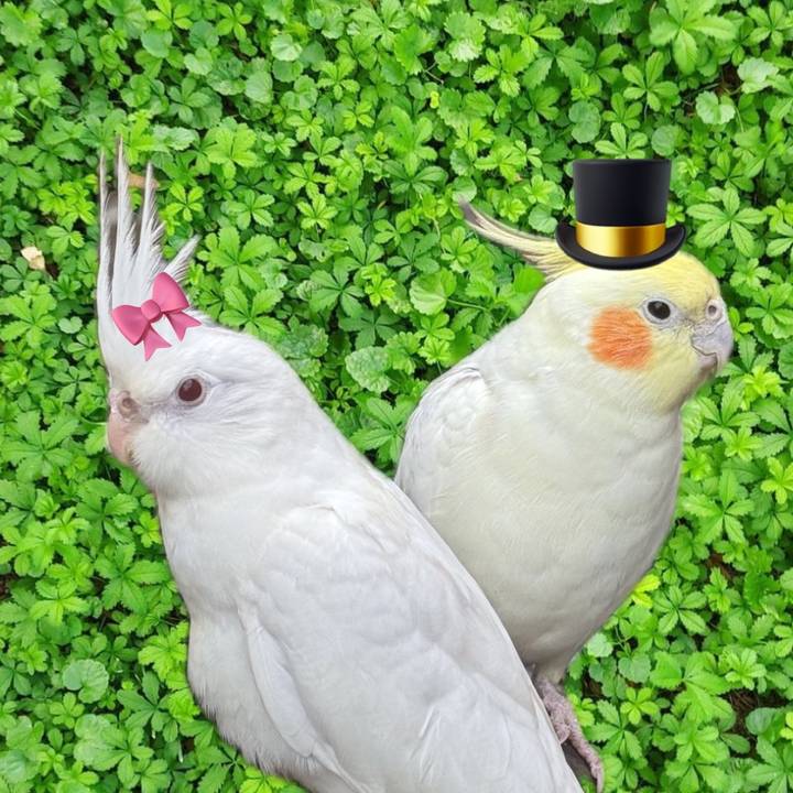 calopsita_pepi