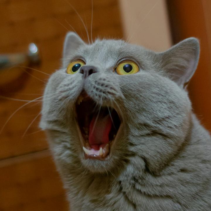 Funny Animals - suara asli - badcattube