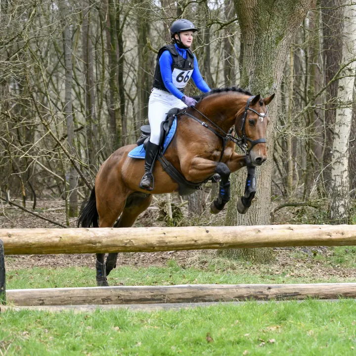 elegantiahorses