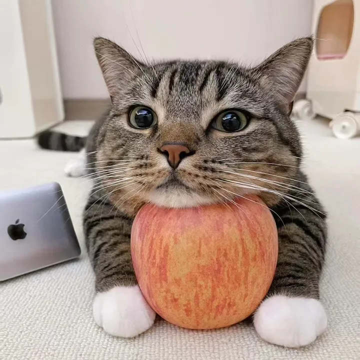 cute.pets9783