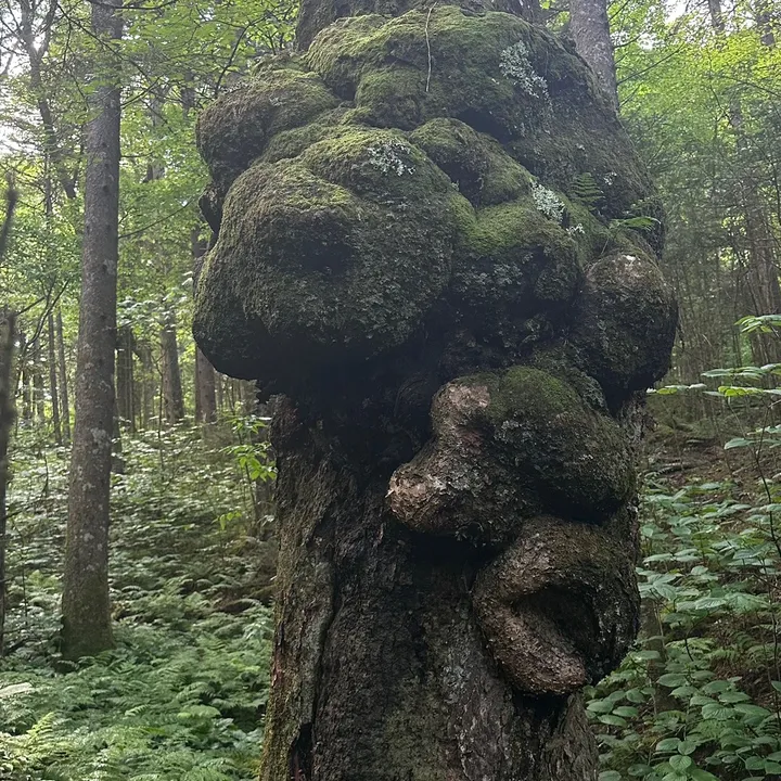 @naturesforestcore