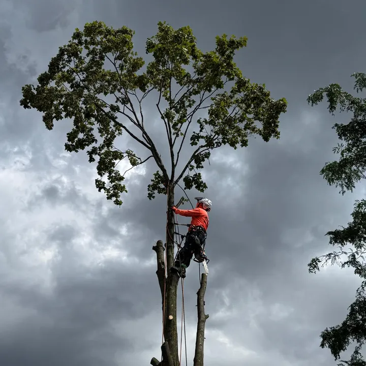 @gotreeservices6