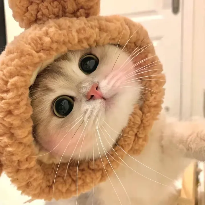 @cutecatterr