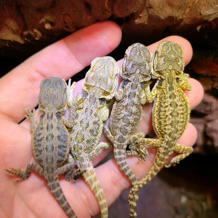 rhaynebowreptiles