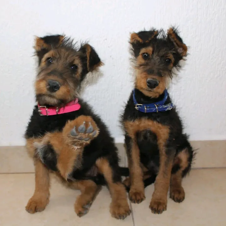 trufaymaximo.airedales