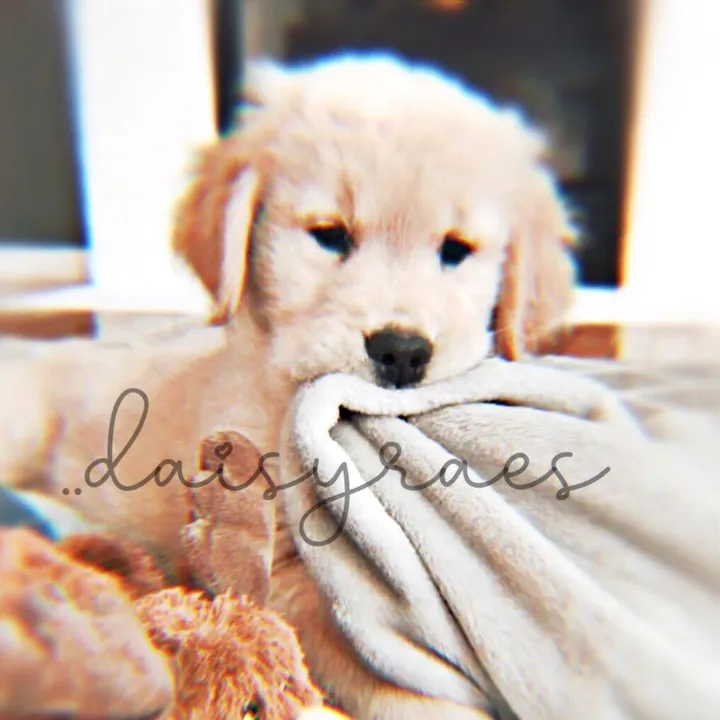 ..daisyraes