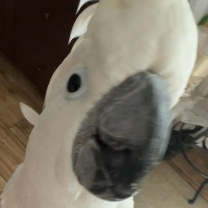 birdlover1238