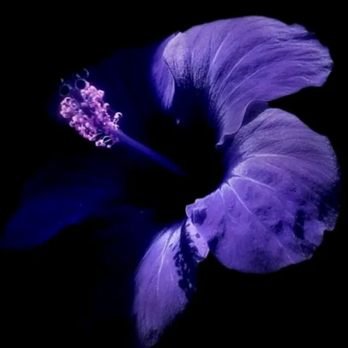 @mid_behaviour