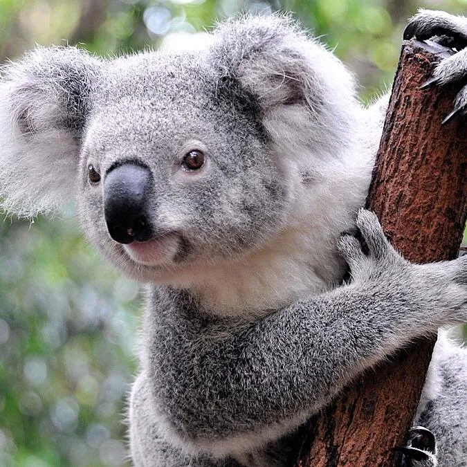 @koalakingoffical