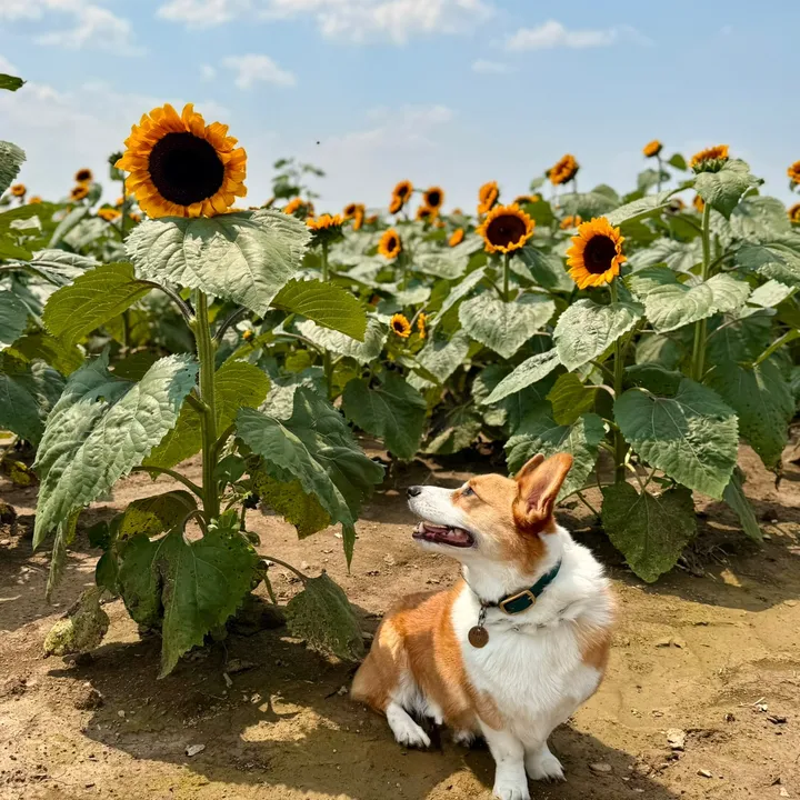 @the_corgi_of_montecristo