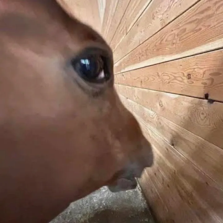 @horizonfan