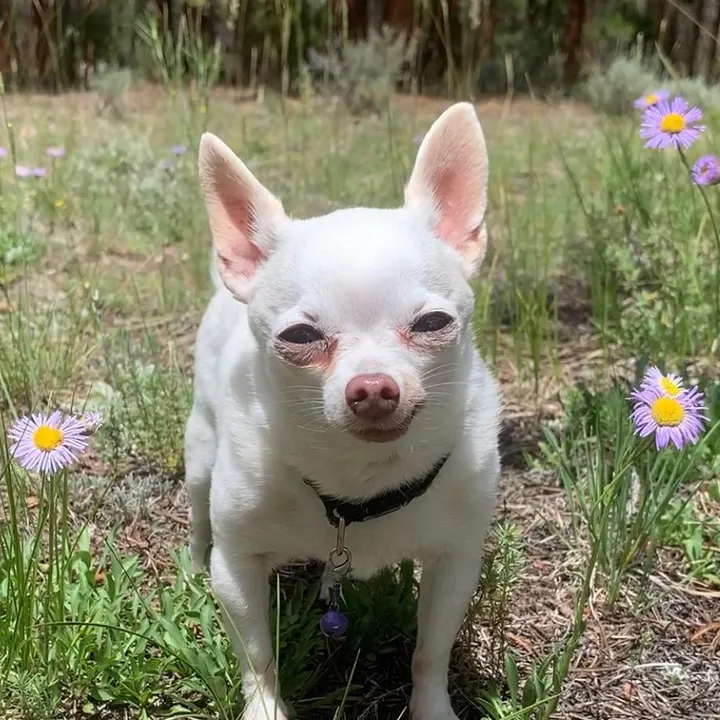 wheresgizzie