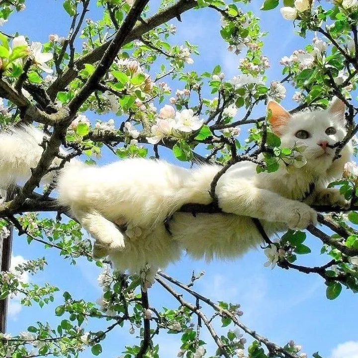 @usalife086