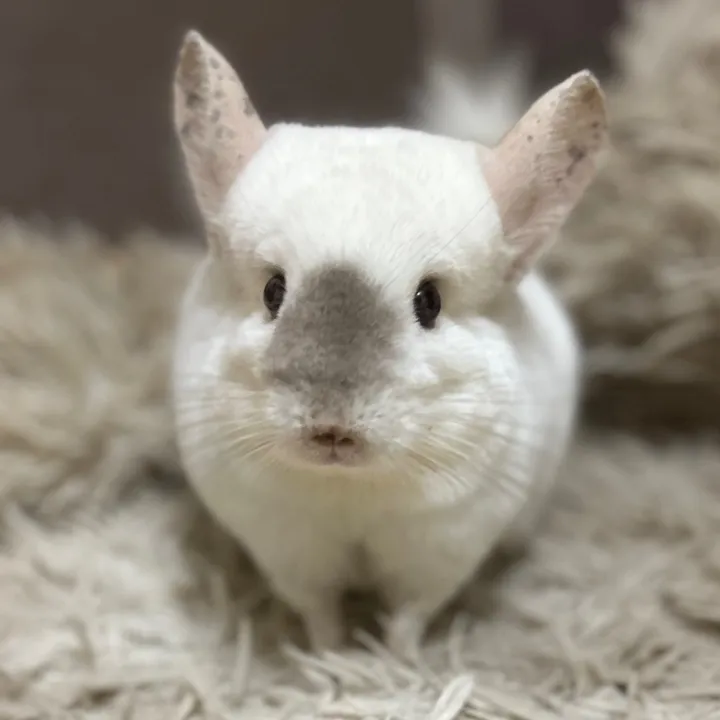 @chinchilla_lulu