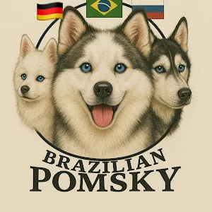 @brazilian.pomsky