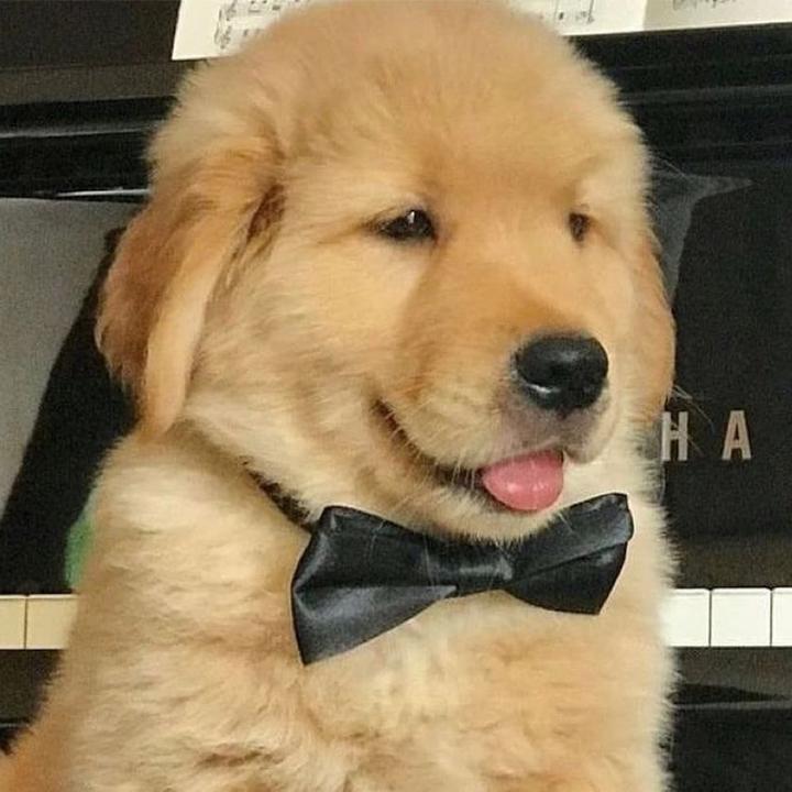 Goldendogs - suara asli